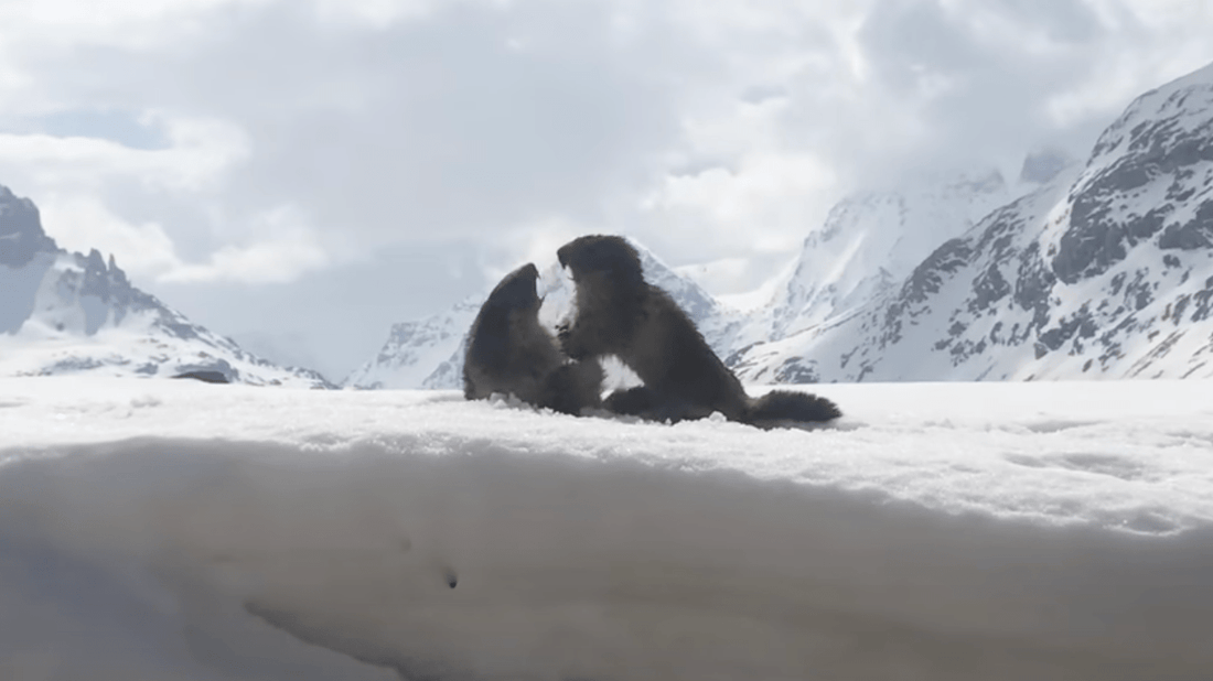 Réveil Printanier : Le Spectacle Enjoué des Marmottes au Parc de la Vanoise - P. THIAVILLE｜Vente en ligne de Photos montagne en décoration murale